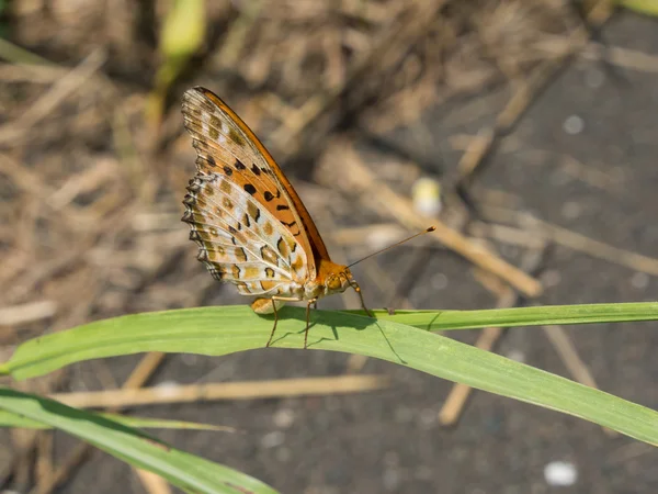 Bürstenfüßiger Schmetterling, der im Gras blieb — Stockfoto