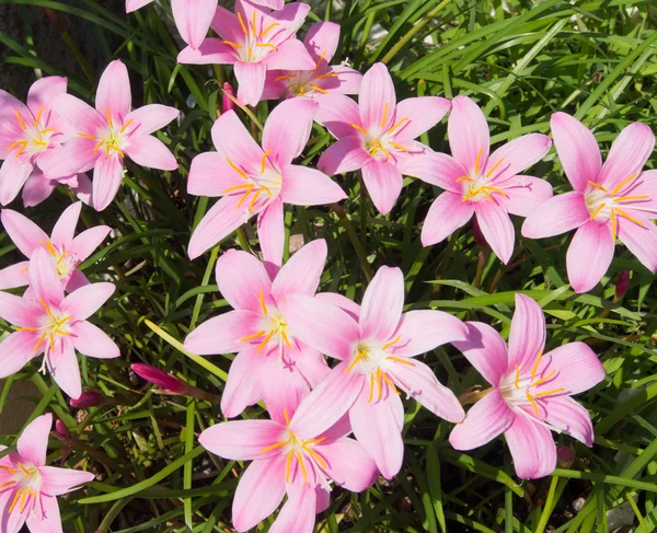 Zephyranthes çiçek — Stok fotoğraf