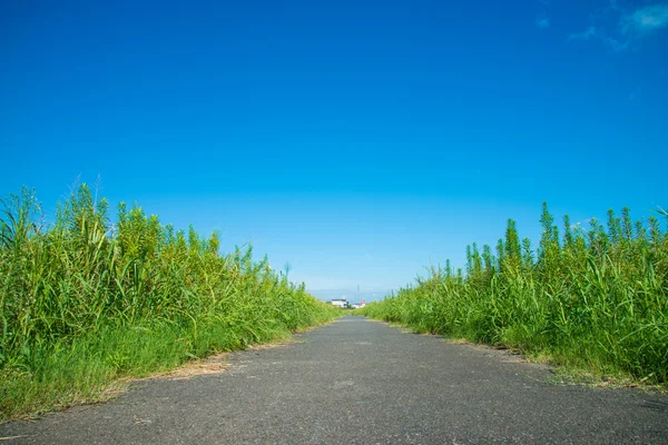 Ciel bleu et promenade — Photo