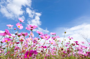 Cosmos çiçek ve gökyüzü