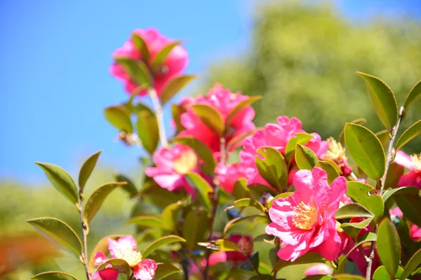 Flowers are blooming sasanqua — Stock Photo, Image