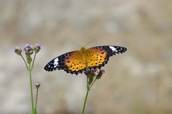 Nymphalidae — Φωτογραφία Αρχείου