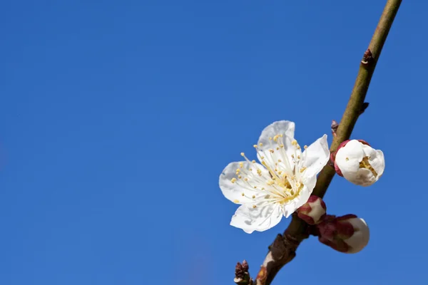 Flores de ciruela blanca — Foto de Stock