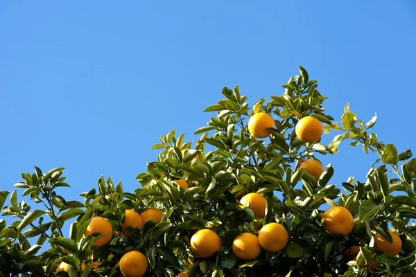 Tree of the citrus fruit is ripe — Stock Photo, Image