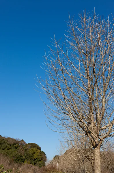 Dode boom en blauwe hemel van de winter — Stockfoto