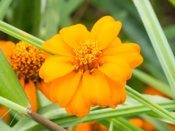 Oranžový květ — Stock fotografie