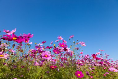Cosmos çiçek ve gökyüzü