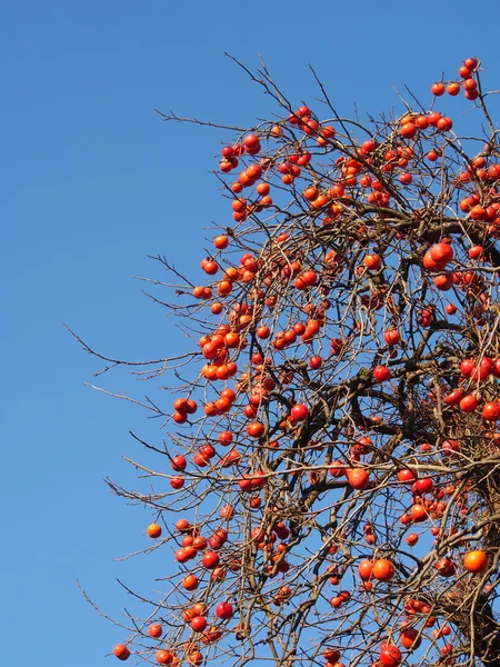 Fruit has a lot of grew on persimmon tree — Stock Photo, Image