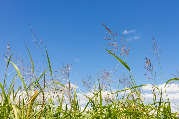 Herfst hemel en gras — Stockfoto