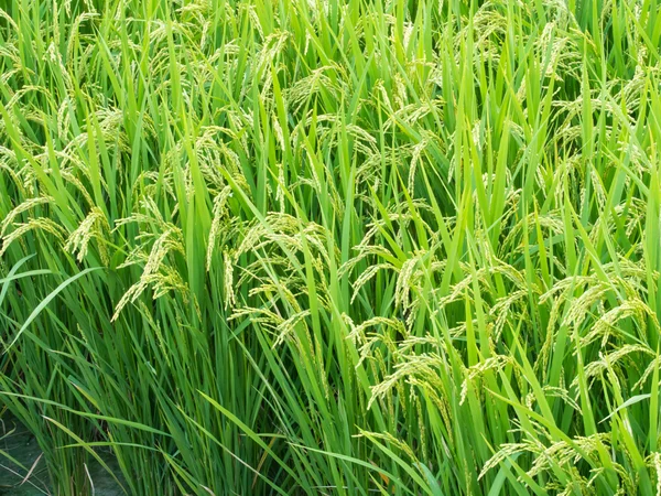 Rice ripe — Stock Photo, Image