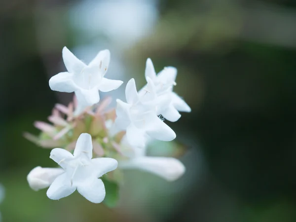 Fleur blanche — Photo