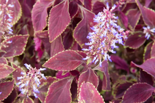 Rode bladeren en paarse bloemen — Stockfoto