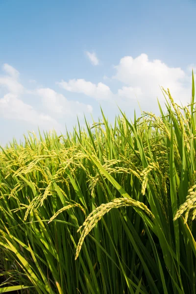 Rice ripe — Stock Photo, Image