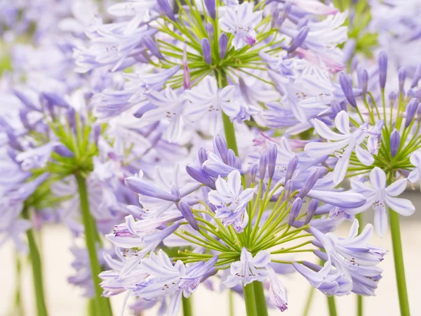 Flor de amarilis — Foto de Stock