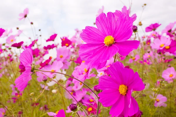 Cosmos çiçek ve gökyüzü