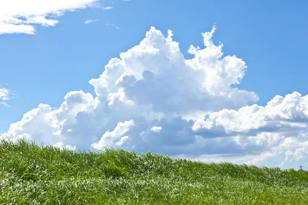 Grass and summer thunderhead — Stok fotoğraf