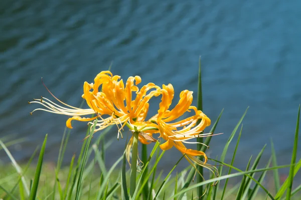 Amarilis amarilla — Foto de Stock