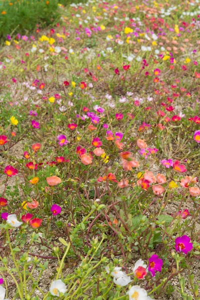 Portulaca multiplo colorato — Foto Stock