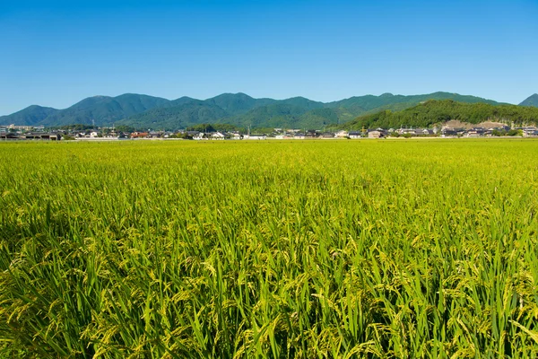 Pirinç Olgun — Stok fotoğraf