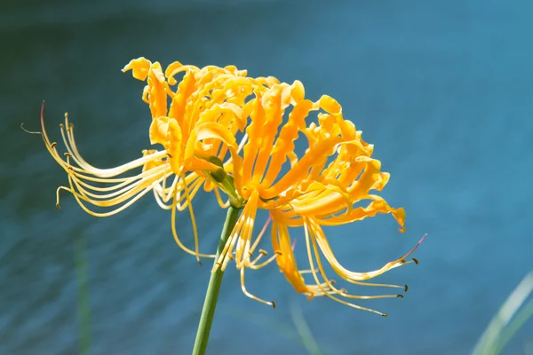 Amarilis amarilla — Foto de Stock