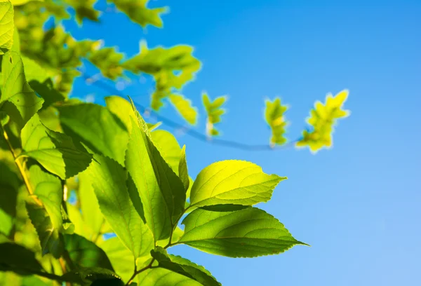 Błękitne niebo i liści — Zdjęcie stockowe