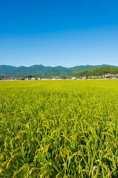 Rice ripe — Stock Photo, Image