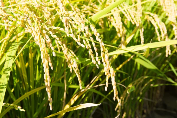 Rice ripe — Stock Photo, Image