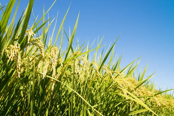 Rice ripe — Stock Photo, Image