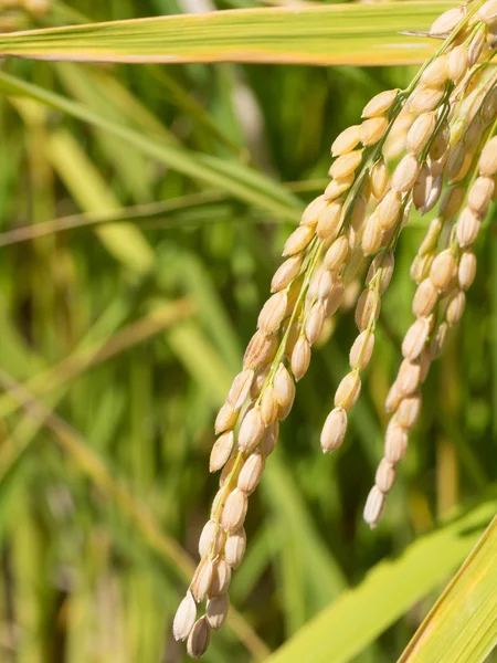 Rice ripe — Stock Photo, Image