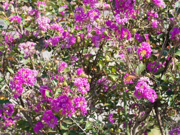 Blüten der Crapmyrte — Stockfoto