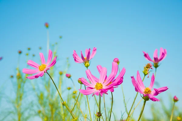 Cosmos flores — Fotografia de Stock