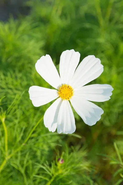 Cosmos flower — стоковое фото