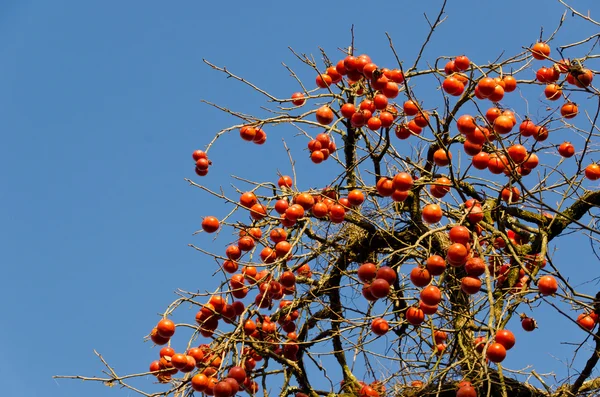 Fruta ha crecido mucho en el árbol de caqui —  Fotos de Stock