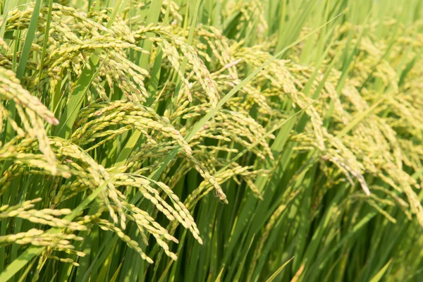 Rice ripe — Stock Photo, Image