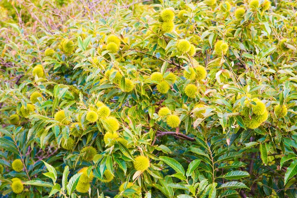 Chestnut trees in autumn — Stock Photo, Image