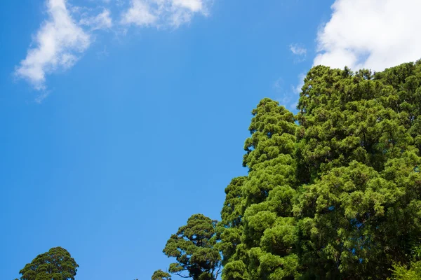 Небо и лес — стоковое фото
