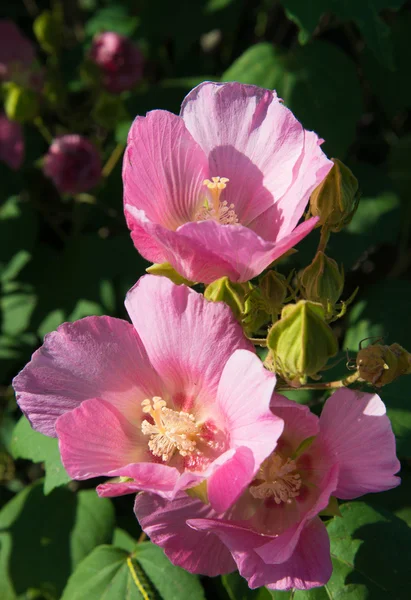 ピンク芙蓉の花 — ストック写真