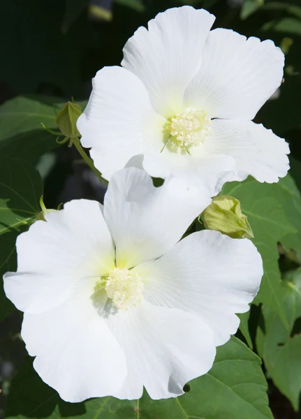White confederate rose — Stock Photo, Image