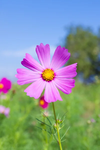 Cosmos flower — Stock Photo, Image