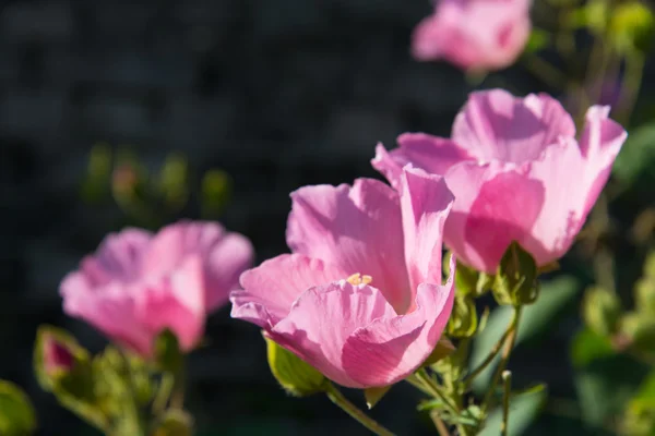 Blommor rosa konfedererade Rose — Stockfoto