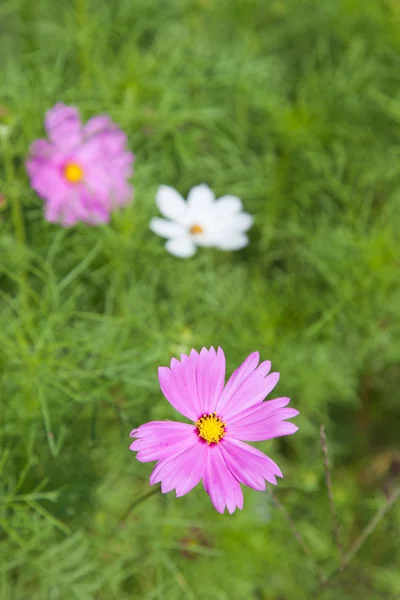 Cosmos flower — стоковое фото