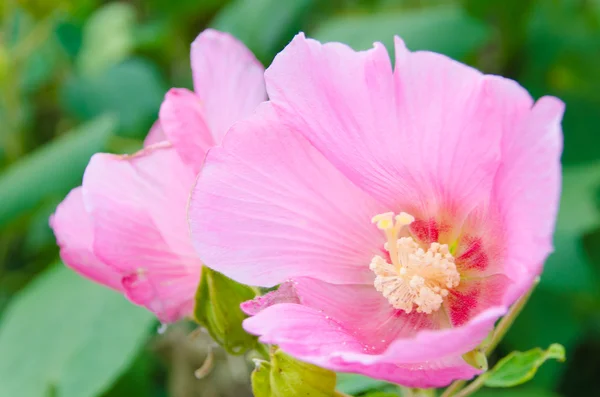 Blüten der rosa Konföderierten Rose — Stockfoto