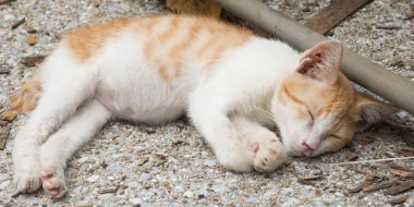 Yavru kedi
