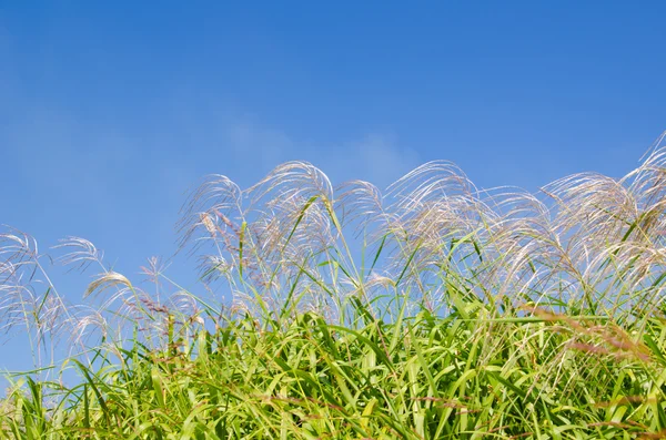 Небо и трава осенью — стоковое фото