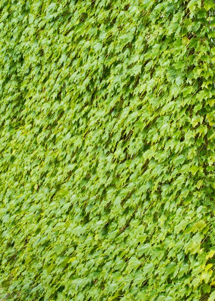 Hiedra cubriendo la pared — Foto de Stock