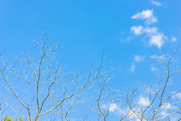 Modrá obloha a větve — Stock fotografie