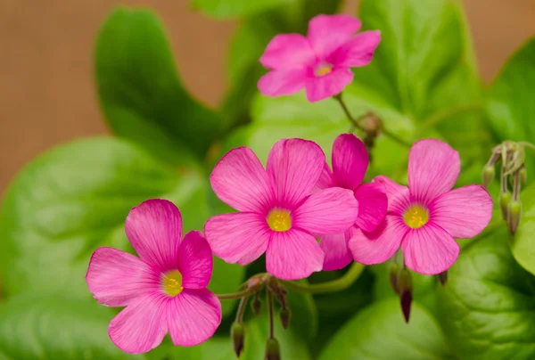 Geranium flower — Stock Photo, Image