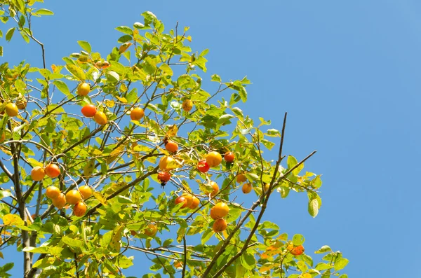 Persimmon fruit is ripe — Stock Photo, Image