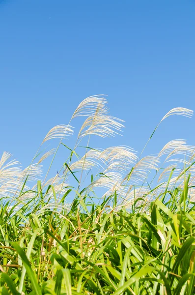 Hemel en gras in de herfst — Stockfoto