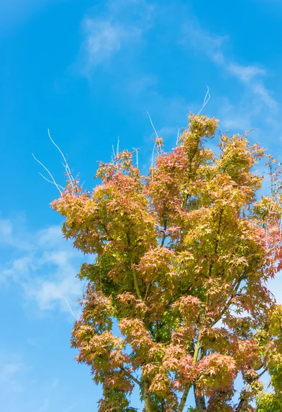 Esdoorn die dreigende Herfstbladeren — Stockfoto